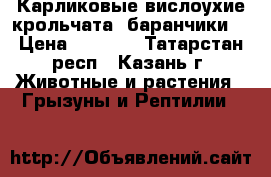 Карликовые вислоухие крольчата (баранчики) › Цена ­ 1 500 - Татарстан респ., Казань г. Животные и растения » Грызуны и Рептилии   